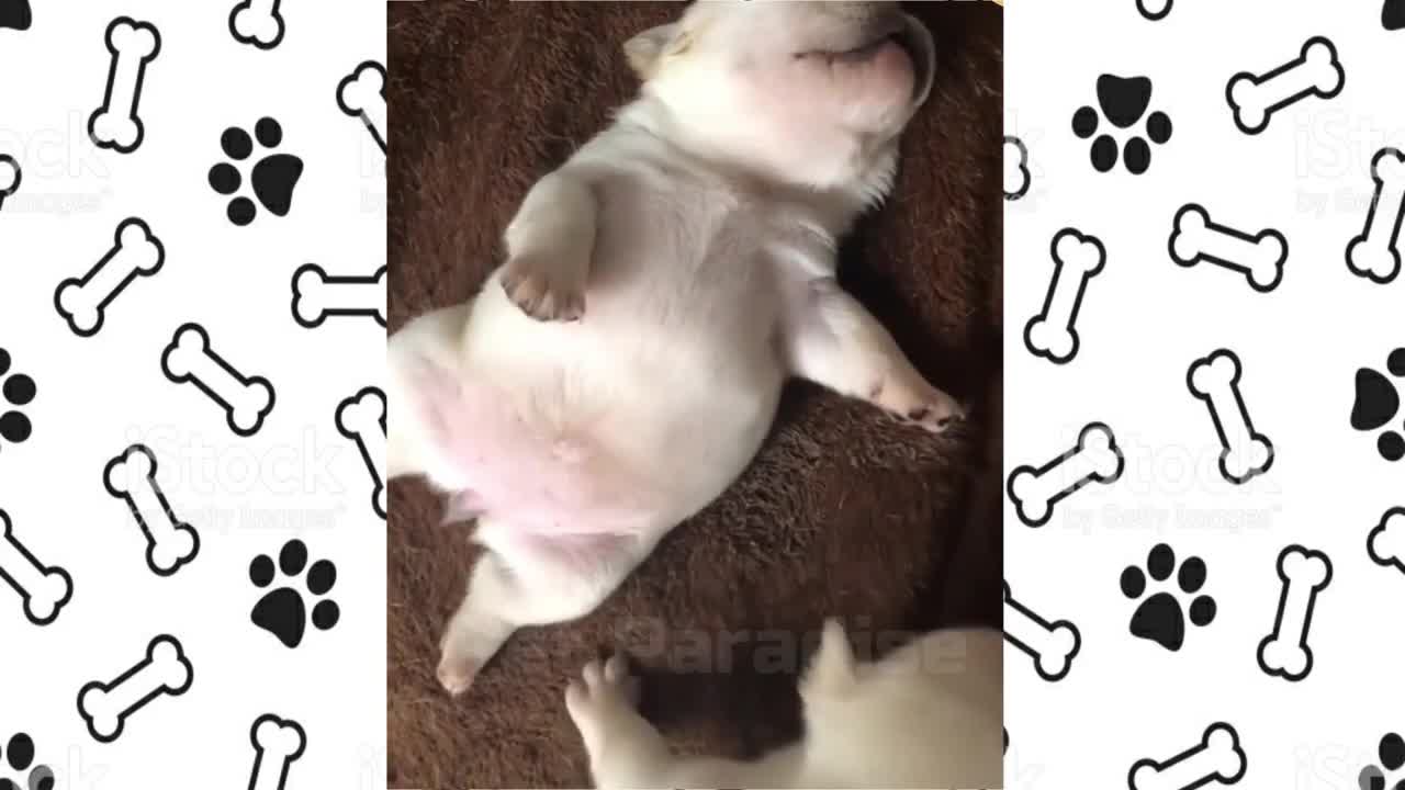 funny cute little puppies