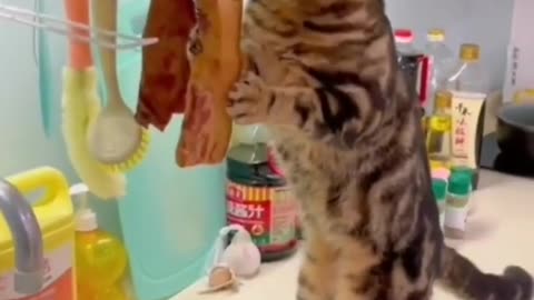 #CuteBabyAnimals #Funny #daily #Shorts #amushorts #rumble C158