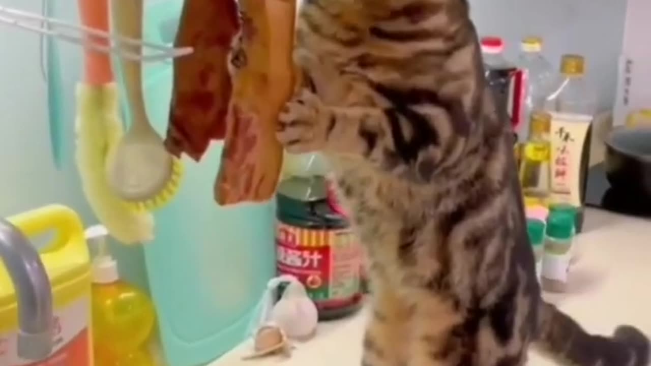 #CuteBabyAnimals #Funny #daily #Shorts #amushorts #rumble C158