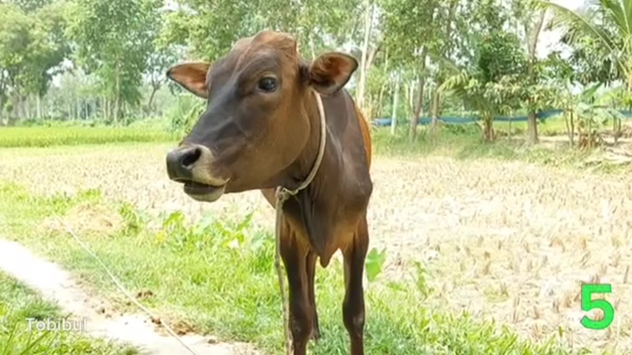 Have you ever heard the sound of a cow? Click on the video and hear the sound in a new way.