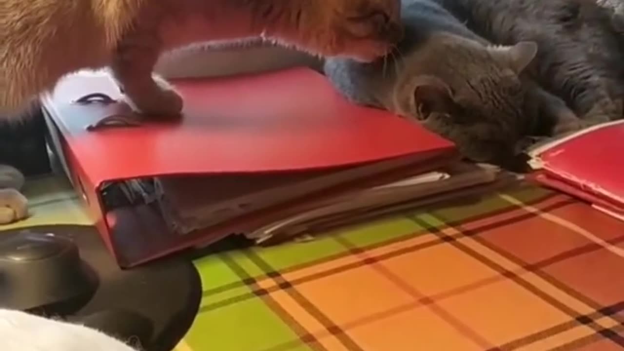 Angry Mom Views a Fracas Between Adorable Cats