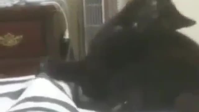 black cat attacks !!!