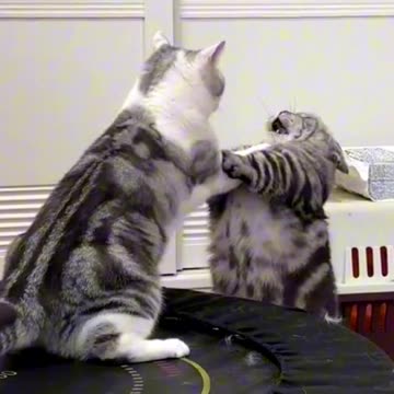 Two cats fight every day
