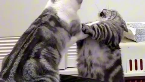 Two cats fight every day