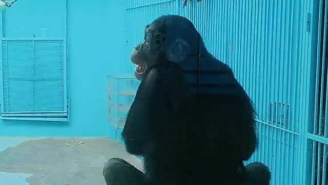 A dancing gorilla