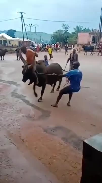 The Amazing Power full Attitude 🔥🔥 Animals power #shorts