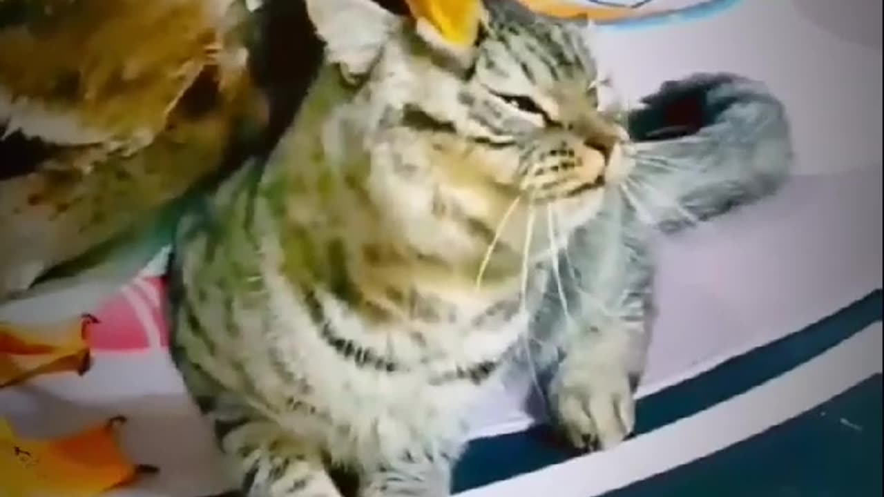 Funny cat