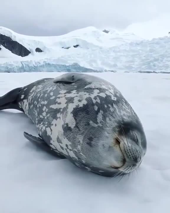 purrs such a cool, beautiful animal from the Northern territory