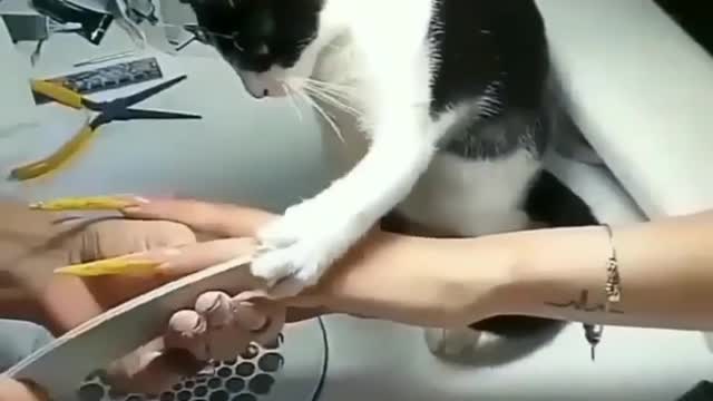 Cat cut human hand