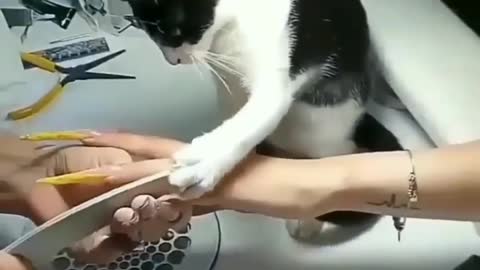 Cat cut human hand