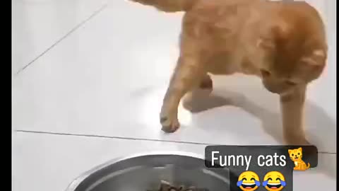 CAT FUNNY & CUTE VIDEO