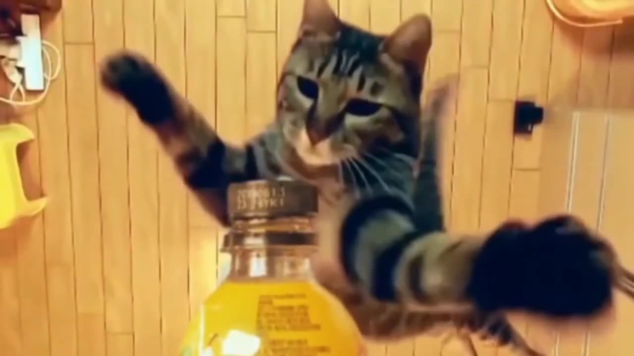 Cute cat opening the bottle