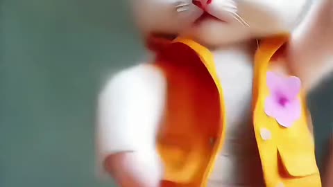 Cat is dancing #cat # cute Cat #dance