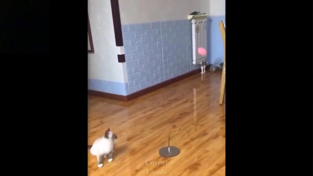 ๐Cute And Funny Pets | Try Not To Laugh To These Pets Compilation #7๐ Cutest Lands