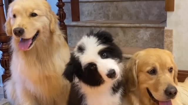 My dog listen sound from toy