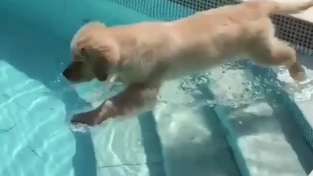 .A dog that likes playing with water