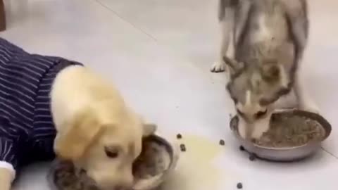 Funny animal video 2023 dog and cat