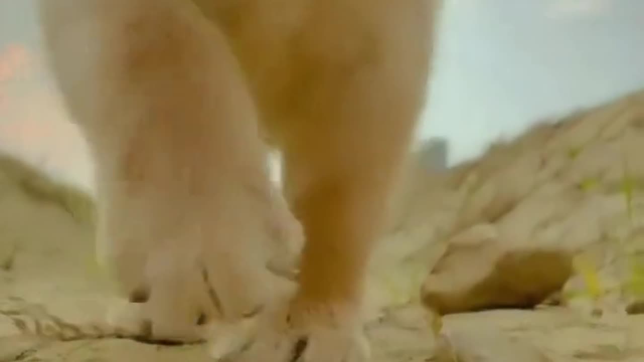 Funny Pets Moment #38