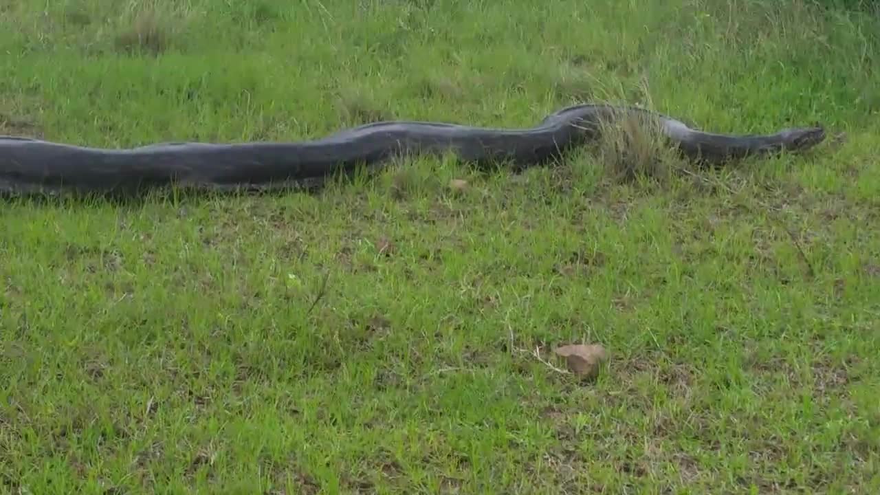 Massive python