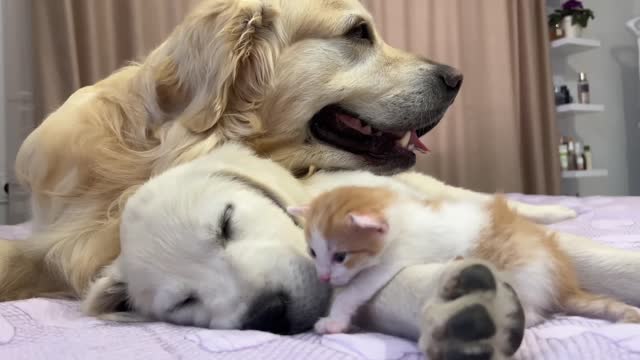 Tiny Kitten Wakes Up Golden Retriever Puppy