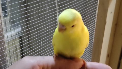 Budgies Handtame