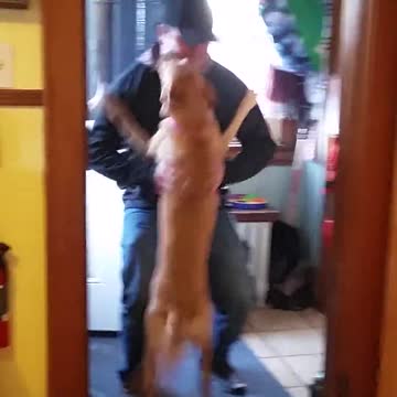 Perra sensible recibe al dueño de casa después de 2 meses