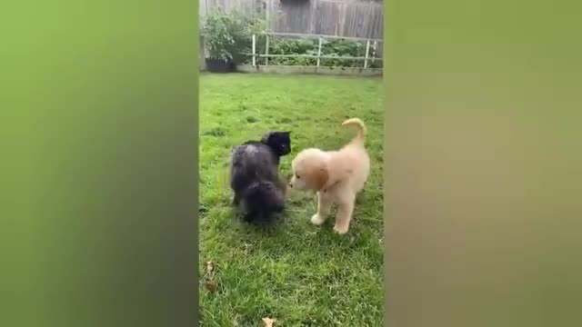 1 HOUR FUNNY CATS COMPILATION 2022😂| Super FUNNIEST Cats Videos In 2022 😂