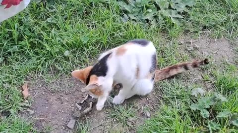 A colorful cute cat walks in the yard.