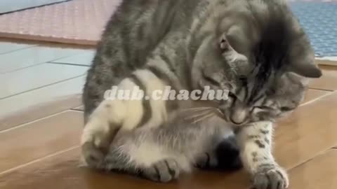 Fuuny cat and frog video || very funny video || dub.chachu166 #cat #funny # shorts