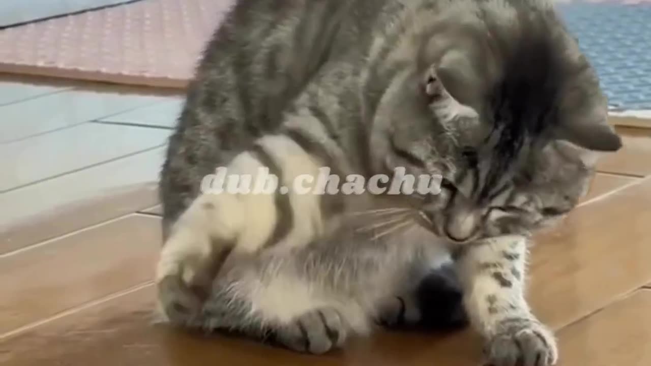 Fuuny cat and frog video || very funny video || dub.chachu166 #cat #funny # shorts