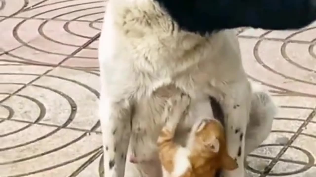 Funny cat and dog funny I want to eat 💯💯😂😂🤣🤣😅😅