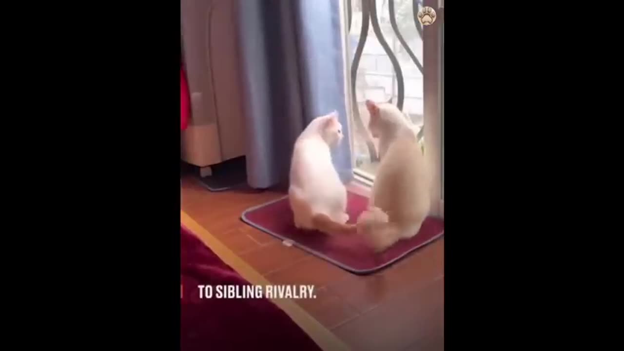 new-funny-animals-funniest-cats-and-dogs-videos