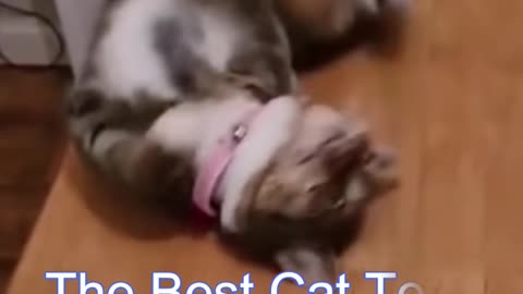 Funny cat video