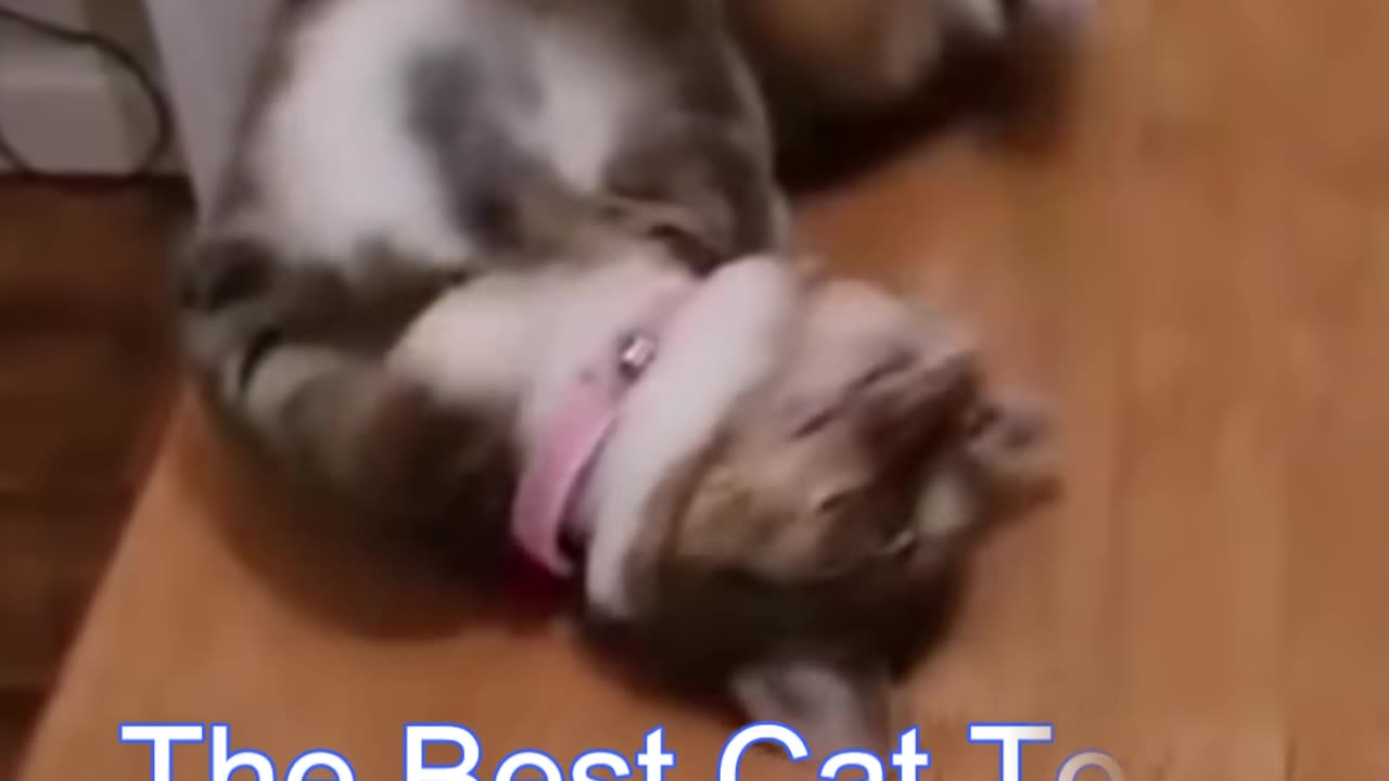 Funny cat video