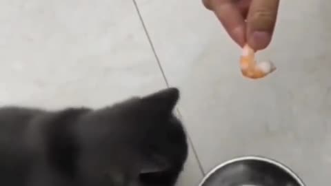 Smart Cat asks owner to put food in her bowl !