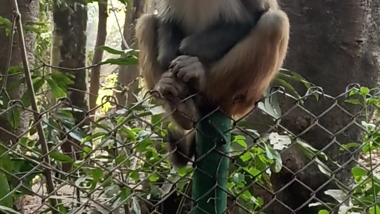 Funny Monkey