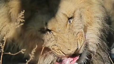 Lion eating