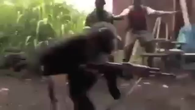 Monkey gun battle