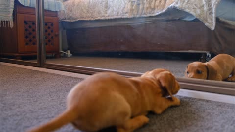 Funny animal video