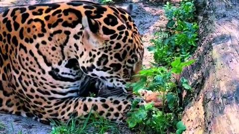 Tank & Binta trying to figure out a coconut 🥥🐆❤️