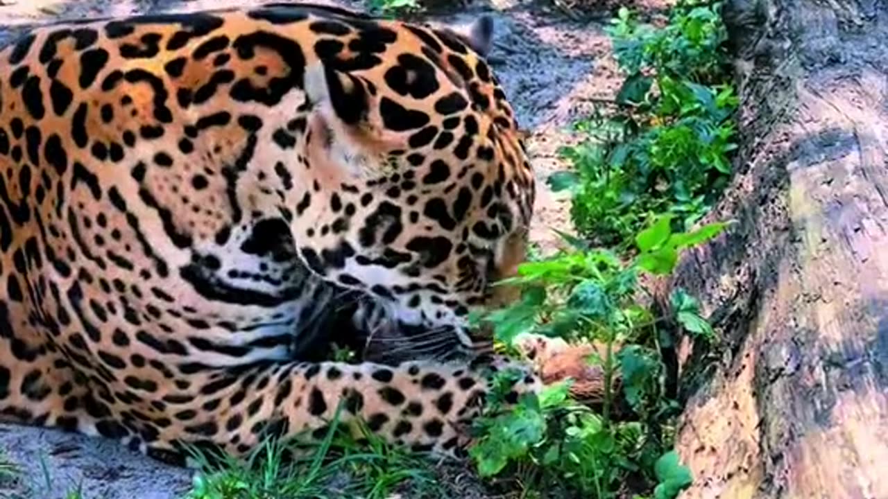 Tank & Binta trying to figure out a coconut 🥥🐆❤️