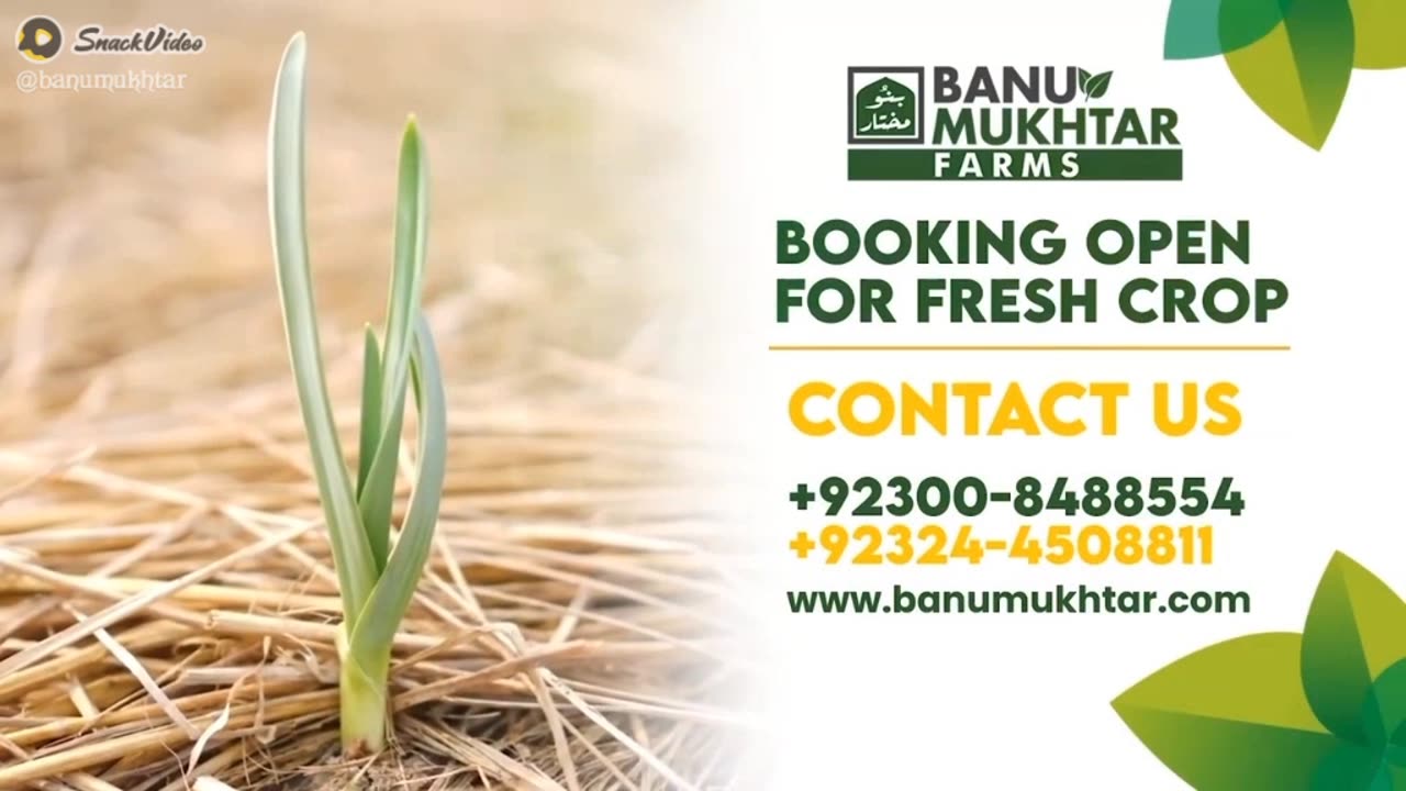 Banu Mukhtar farms