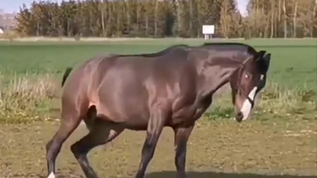 Horse SOO Cute! Cute And funny horse Videos Compilation cute moment #21