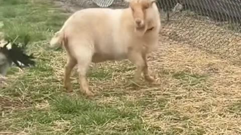 funny video