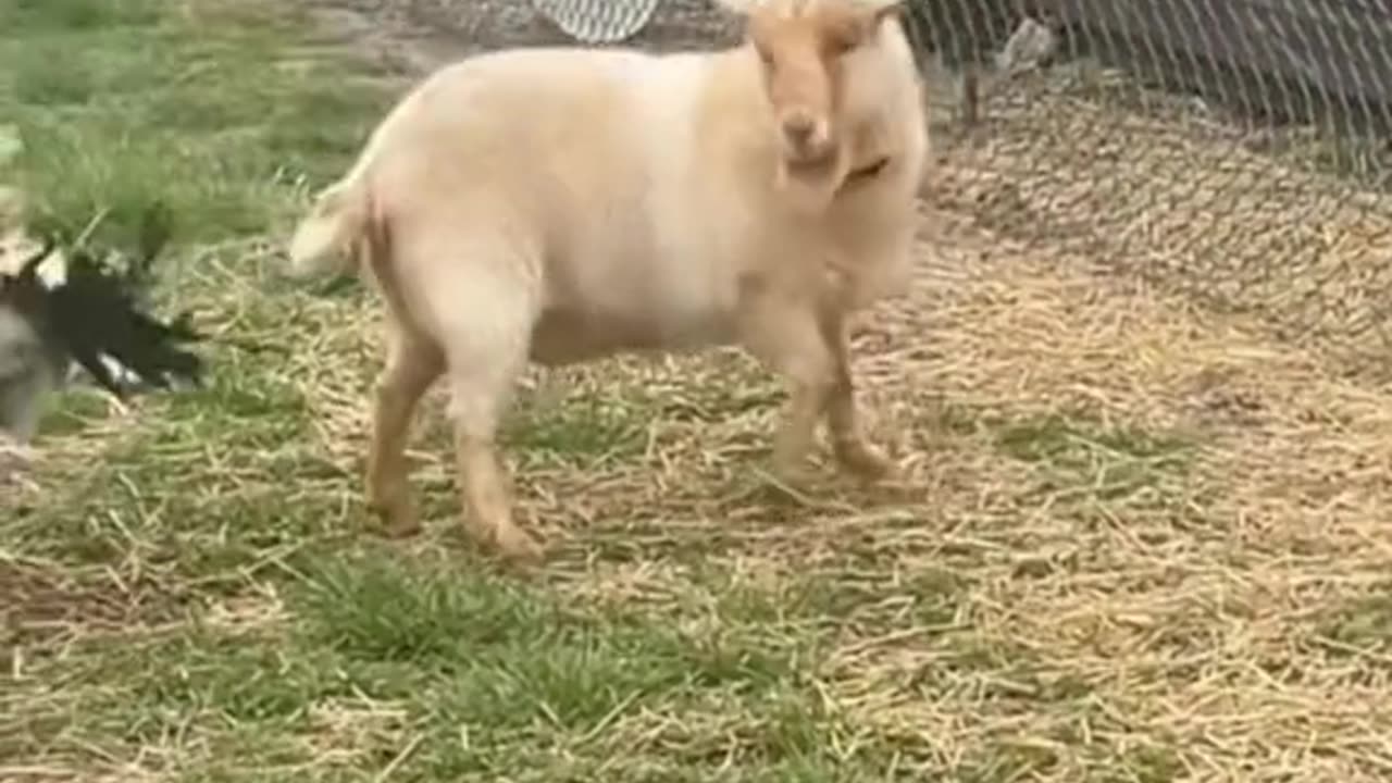 funny video