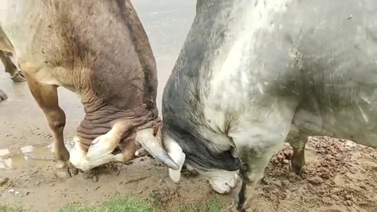 Hahahhaha... Funny bull fighting you may never seen before