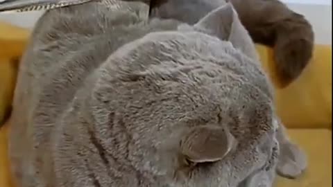 Wow beautiful cats_ animals video