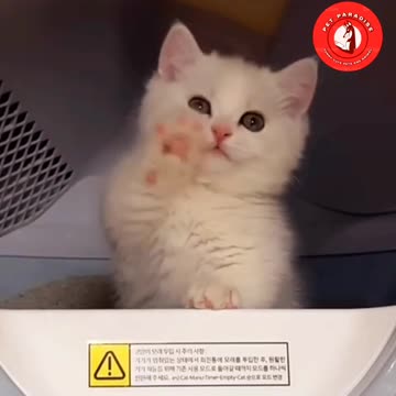 🐾😻"Adorable Kitten and Mom Playtime"🐾😻