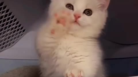 🐾😻"Adorable Kitten and Mom Playtime"🐾😻