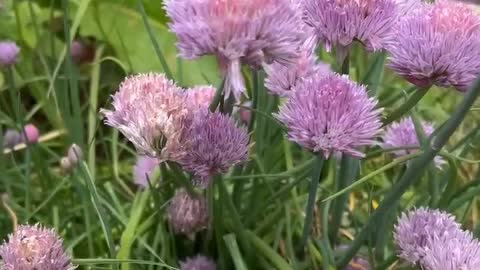 honey from flowers